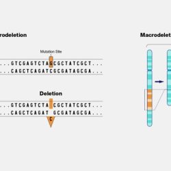 Mutation that removes dna crossword