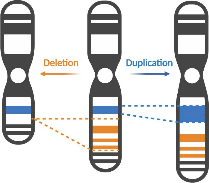 Deletion dna crossover mutations ppt powerpoint presentation