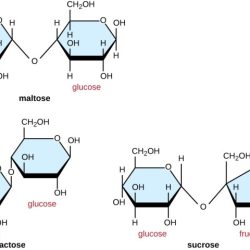 Learning through art building maltose a double sugar